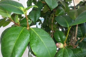茶花夏季掉叶原因分析（掉叶现象的背后隐藏着哪些问题？）
