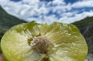 李子适合种植的地方（了解李子生长的环境条件，选择合适的种植地点）