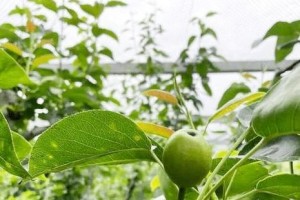 探究梨树落果原因（从自然环境、人为因素和生长特性三方面分析）