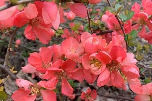 秋海棠的花期（花期长短、生长特点和观赏方法）