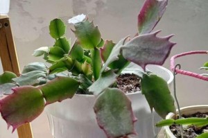 蟹爪兰的种植与养护（新种植的蟹爪兰如何浇水才能长得更好？）