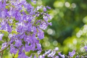 蓝花楹的花期是什么时候？（了解蓝花楹的开花时间和特点）