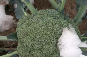 西兰花的低温耐性剖析（探究西兰花耐受低温的极限与影响因素）
