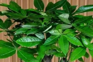 办公室门口放什么植物好？-提高办公效率的绿色选择（如何选择适合办公室门口的植物？）