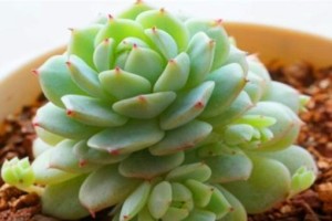 多肉植物的光照需求（探究多肉植物喜阳还是喜阴，如何正确给多肉植物补光？）