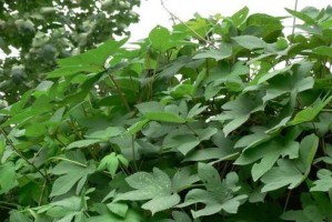 探秘神秘的桑科植物世界（从历史沿革到现代应用，解读桑科植物的奇妙之处）