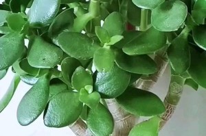 如何培养小玉树的粗壮（关键步骤和技巧，让你的小玉树成长茁壮）