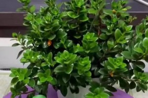 浇水频率对绿植生长的影响（绿植生长的三个阶段和浇水的注意事项）