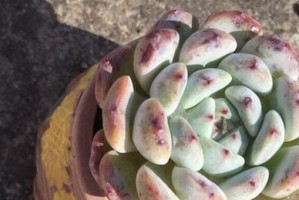 粉爪多肉养殖技巧（如何让你的粉爪多肉肥胖茁壮？）