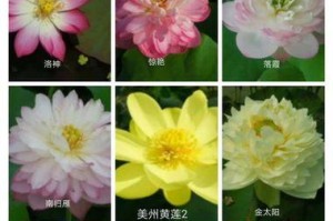 如何养护并蹄莲花（打造清新自然的园林景观）