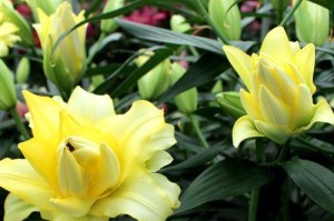 百合花——四季常开的美丽（迎春、盛夏、金秋、凌冬，它不负时光。）