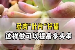 多肉叶片快速发芽的秘诀（掌握关键步骤，轻松让多肉叶片焕发生机）