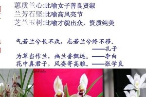 探秘兰花之美（了解兰花的样子与特点，追寻花海之梦）