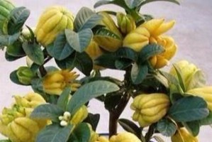 佛手开花结果之美（探秘佛手的开花季节与果实之美）