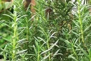 水梅花——草本还是木本？（解读水梅花的性质与特征）