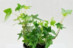 常春藤水培栽培技巧详解（快速简便的家居绿植养护方法）