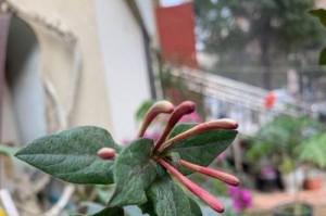 如何正确浇水金银花？（金银花浇水的时间和方法）