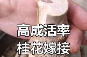 如何让桂花容易成活（培养桂花的关键技巧与注意事项）