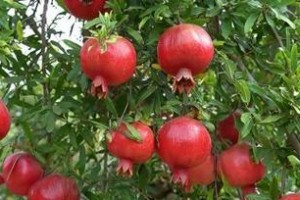 探秘石榴——这种神秘植物的种类和生长习性（石榴的生态环境、生长周期、果实特性等全方位解析）