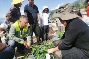 人参果病毒病的症状及防治（了解人参果病毒病，守护果园健康）