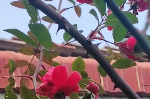 冬季室外月季花的护理与管理（如何使室外月季花在寒冷的冬季中保持健康？）