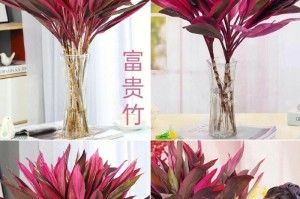 红运竹水培养殖方法详解（打造办公室最佳绿植，让红运竹在水中生长茁壮）