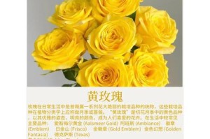 玫瑰花的黄叶掉枝叶原因及处理方法（为什么玫瑰花会出现黄叶掉枝现象，如何有效处理）