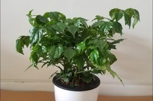 幸福树（了解幸福树的品种特点，打造舒适室内绿色空间）