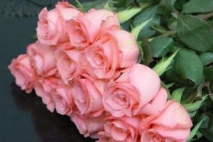 粉色玫瑰的花语解读（浪漫、温馨、感恩——揭秘粉色玫瑰的花语）