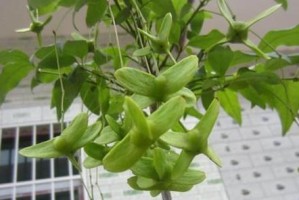 元宝花的养殖方法和养护要点（打造花园的必备之选）