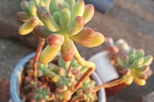 深盆与浅盆（深盆还是浅盆，选对了才是最美好的开始）