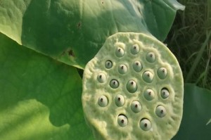 莲藕和莲子是否同一种植物？（揭秘莲藕和莲子之间的关系）