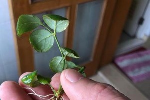 蔷薇扦插生根最快方法（掌握这些技巧，让你的蔷薇更加茂盛）