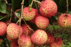 广西荔枝丰收季节的来临（什么时候荔枝成熟？——广西荔枝收成的时间和特点）