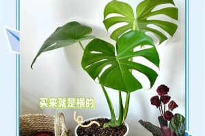 以龟背竹的修根技巧与方法（打造健康繁茂的龟背竹——修根攻略）