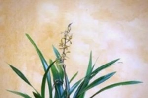 墨兰的科学浇水方法（科学浇水让墨兰茁壮成长）