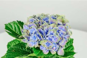 绣球养殖全攻略（有毒？在家养？一次解答）