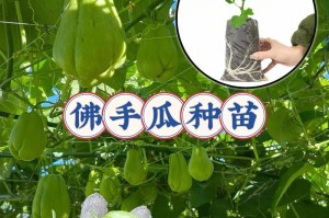 佛手瓜的种植季节与方法（把握正确时间，让佛手瓜种植事半功倍）