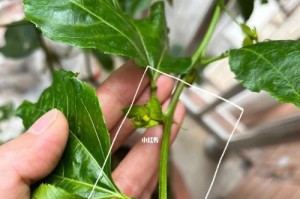 百香果盆栽的完整指南（如何在家中种植健康美味的百香果？）