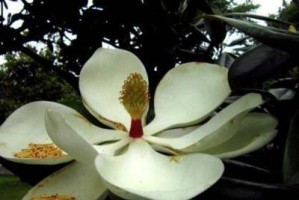 如何成功地繁殖广玉兰？关注这些注意点！（如何成功地繁殖广玉兰？关注这些注意点！）