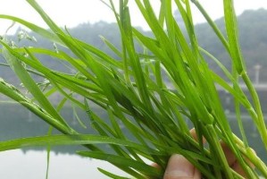 韭菜的寿命到底有多长？（揭秘韭菜寿命的真相，一起来了解！）