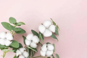 揭秘棉花的生长与特点（棉花是否为单子叶植物？解密棉花的种类、生长环境和用途）