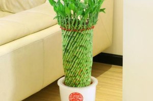 室内室外，富贵竹放哪里好？（富贵竹放室内还是室外，植物爱好者必读！）