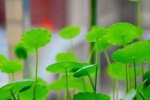 光棍树喜阳还是喜阴？——探究光棍树的生长环境