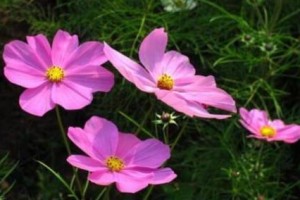 格桑花的养殖与养护（让家中的格桑花盛开如海）