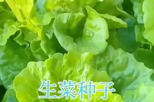 探秘生菜种子的来源（了解生菜种子的生长过程和种植技巧）