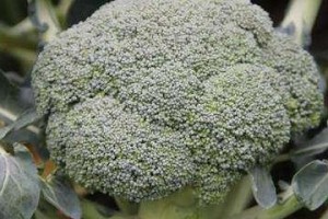 西兰花如何施肥最好？（掌握这些方法，让你的西兰花更健康）