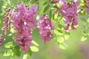 槐花的色彩与花语（盛夏之美）