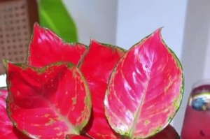 绚烂红叶，花卉雅趣（探秘红叶子的世界）