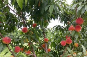碧桃果实的营养与食用方式（了解碧桃果实的营养价值和美食做法，为您的健康加分）